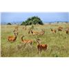 Image 2 : KOS SAFARI-RIGBY: LTD Edition Rigby Rifle, 7-Day Uganda Safari and Historic Kob Conservation