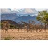 Image 3 : KOS SAFARI-RIGBY: LTD Edition Rigby Rifle, 7-Day Uganda Safari and Historic Kob Conservation