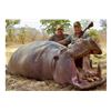 Image 2 : GAME TRACKERS: 10-Day/11-Night Buffalo-Hippo Hunt for Two Hunters in Tanzania - Includes Trophy Fees
