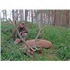 Image 2 : FN-HUNTING: 5-Day Big Game Hunt for Two Hunters-Two NHs in Hungary/Austria- Includes Trophy Fees