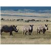 Image 1 : AFRICAN FIELD SPORTS: 5-Day/6-Night White Rhino Vita Dart Hunt for One Hunter-One NH in South Africa