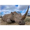 Image 4 : AFRICAN FIELD SPORTS: 5-Day/6-Night White Rhino Vita Dart Hunt for One Hunter-One NH in South Africa