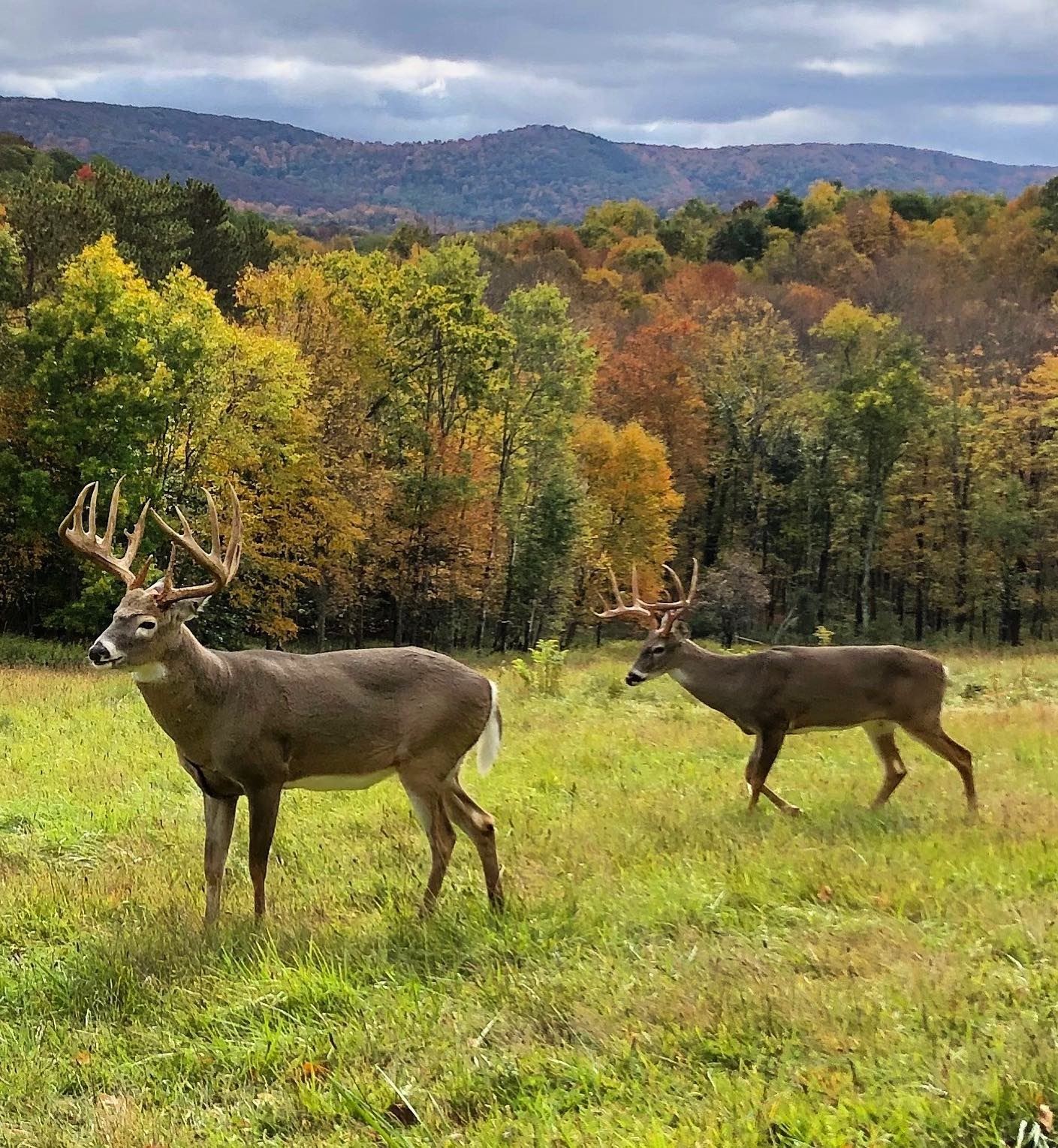 Battenkill Hunting BATTENKILL: 3-Day/2-Night Whitetail Deer Hunt for One Hunter-One NH in ...