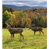 Image 1 : BATTENKILL: 3-Day/2-Night Whitetail Deer Hunt for One Hunter-One NH in New York - Includes Whitetail