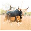 Image 1 : FIELD ETHOS: 14-Day Buffalo/Banteng Safari Adventure for One Hunter with DON JR. in Australia