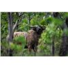 Image 3 : FIELD ETHOS: 14-Day Buffalo/Banteng Safari Adventure for One Hunter with DON JR. in Australia