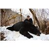 Image 1 : FEJES GUIDE SERVICE: 10-Day Mtn Goat-Black Bear Hunt for One Hunter in Alaska - Includes Trophy Fees