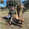 Image 1 : GREAT EUROPEAN: 5-Day Fallow Deer Hunt for Two Hunters and Two NHs in Spain - Includes Trophy Fees