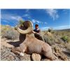 Image 1 : RANCHO LA GUARIDA: 8-Day Bighorn Sheep Hunt for One Hunter-One NH in Mexico - Includes Trophy Fee