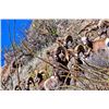 Image 2 : RANCHO LA GUARIDA: 8-Day Bighorn Sheep Hunt for One Hunter-One NH in Mexico - Includes Trophy Fee