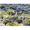 Image 3 : RANCHO LA GUARIDA: 8-Day Bighorn Sheep Hunt for One Hunter-One NH in Mexico - Includes Trophy Fee