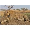 Image 2 : GANAM: 14-Day/15-Night Leopard, Cape Buffalo and Plains Game Safari for One Hunter in Tanzania