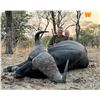 Image 1 : WINTERSHOEK: 7-Day Buffalo Hunt for One Hunter in South Africa - Includes Trophy Fee