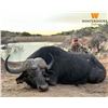 Image 2 : WINTERSHOEK: 7-Day Buffalo Hunt for One Hunter in South Africa - Includes Trophy Fee