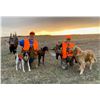 Image 1 : DAKOTA PRAIRIE: 1-Day/2-Night Wild Ring-Necked Pheasant Hunt for Four Hunters in South Dakota