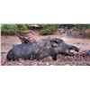 Image 1 : LOCKWOOD: 2-Day Wild Pig Hunt for One Hunter in California - Includes Best Available Pig