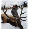 Image 1 : HUBBARDS YELLOWSTONE: 5-Day Elk, Mule Deer OR Whitetail Hunt for One Hunter in Montana