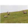 Image 1 : WOW AFRICA: 9-Day Plains Game Safari for Two Hunters-Two NHs in S. Africa-Includes Trophy Fees