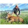Image 1 : TROPHY HUNTING SPAIN: 4-Day Roe Hunt for One Hunter-One NH in Spain - Includes Trophy Fee