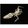 Image 1 : SKULLS UNLIMITED: $175 Certificate Towards Museum Quality Skull Cleaning