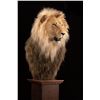 Image 1 : KANATI STUDIO: Lion Replica Shoulder Mount
