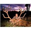 Image 1 : WILDSIDE HUNTING:4-Day Red Stag Hunt for One Hunter-One NH in NZ - Includes Trophy Fee