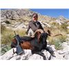 Image 1 : SPAINSAFARIS: 4-Day/3-Night Balearean Boc Hunt for One Hunter in Spain - Includes Trophy Fee