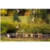 Image 1 : WORLDWIDE COUNTRY: 4-Day/3-Night High-Volume Dove Hunt for Three Hunters in Argentina