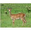 Image 1 : KOS SAFARIS:6-Day Plains Game Safari for One Hunter and One Non-Hunter in Uganda