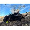 Image 1 : BULLET SAFARIS: 7-Day/7-Night Cape Buffalo Hunt for One Hunter in South Africa