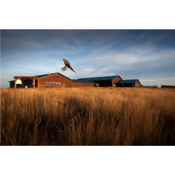 Pheasant Hunt for 3 days, 2 nights at the Signature Lodge in SD for 4 hunters