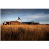 Image 1 : Pheasant Hunt for 3 days, 2 nights at the Signature Lodge in SD for 4 hunters