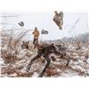Image 2 : Quail hunt at Prairie Wildlife for 2 days for 2 hunters