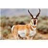 Image 1 : Colorado 3 Day Pronghorn Hunt