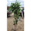 Image 1 : Faux birch tree - 6ft H