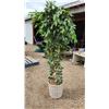Image 2 : Faux birch tree - 6ft H