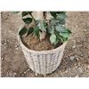 Image 3 : Faux birch tree - 6ft H