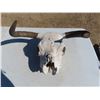 Image 1 : bull skull