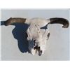 Image 3 : bull skull