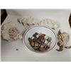 Image 1 : Lot of Seashells (some rare)