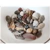 Image 2 : Lot of Seashells (some rare)