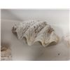 Image 4 : Lot of Seashells (some rare)