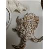 Image 6 : Lot of Seashells (some rare)