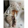 Image 7 : Lot of Seashells (some rare)