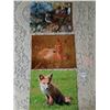 Image 1 : 8x10 Nature Photos of Fox, Deer, Owl