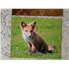 Image 2 : 8x10 Nature Photos of Fox, Deer, Owl