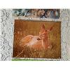 Image 3 : 8x10 Nature Photos of Fox, Deer, Owl