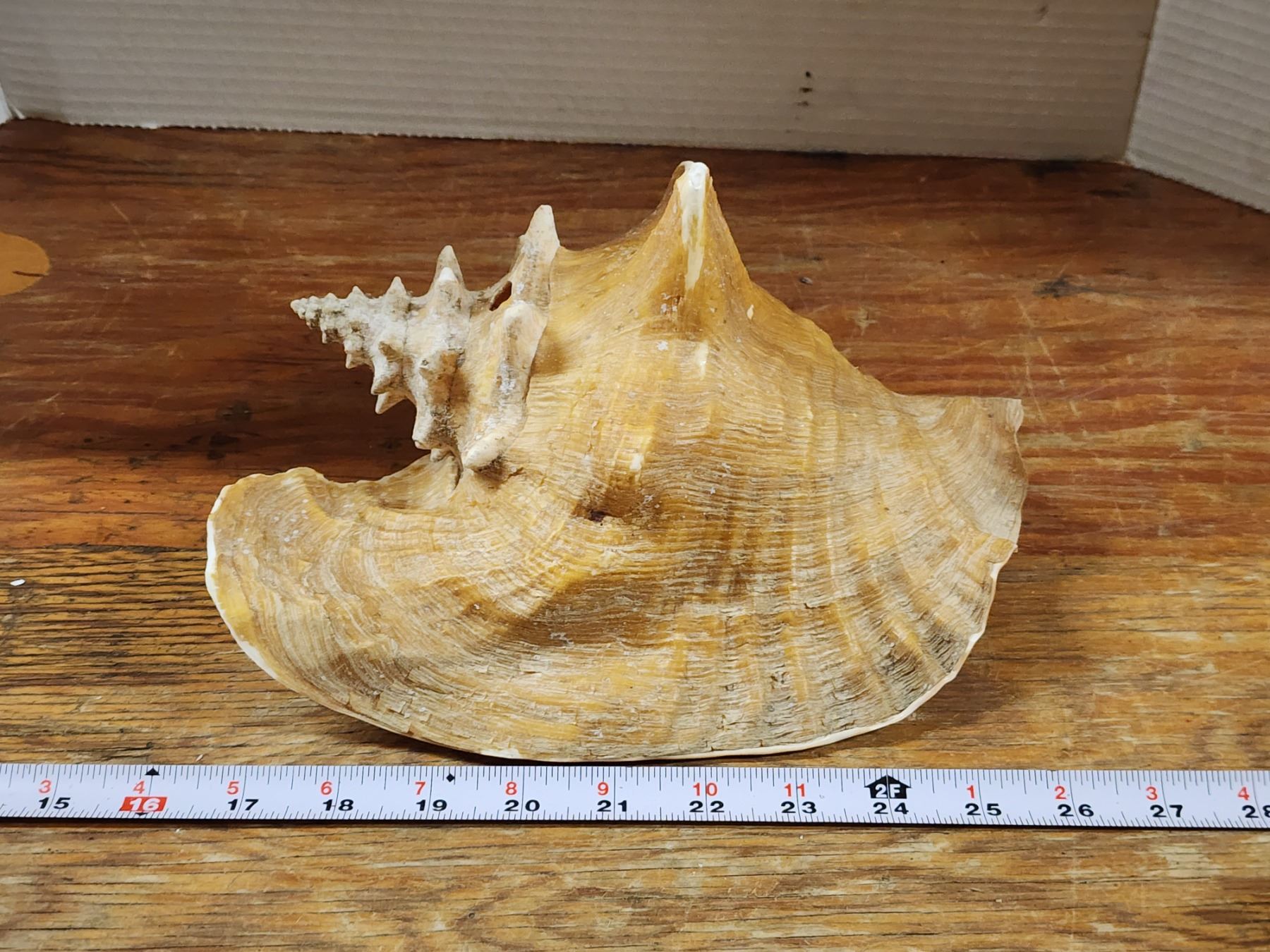 Conch Shell From Front Nice Caribbean conch shell - Schmalz Auctions