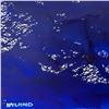 Image 2 : Untitled by Wyland Original
