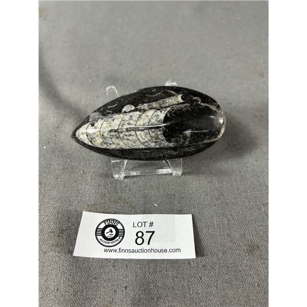 Orthoceras Fossil. Retails $289.00